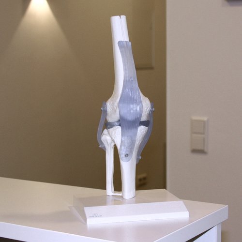 medizinisches Modell eines Knie-Gelenks